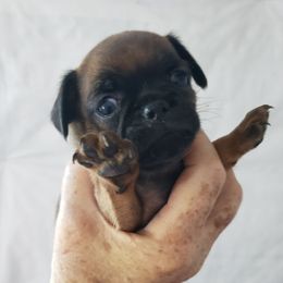 Andy - Red male Brussels Griffon puppy in Nc, Florida from Brusseluv2