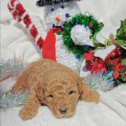 Cupid - Red  male Goldendoodle puppy in Dallas, Texas from Halo's Heroes Doodles