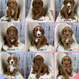 Boy 1 - Red male Australian Labradoodle puppy in Elk Grove, California from Sacto Labradoodles