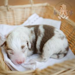 Latte - Red merle male Miniature Australian Shepherd puppy in Hearne, Texas from Wigglebutts Unlimited