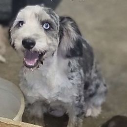 Pickle - Aussiedoodle