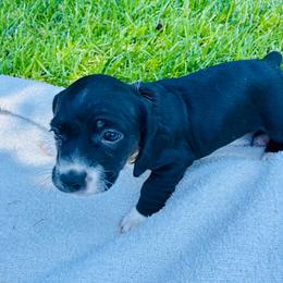 Ricky - Black and white male Cocker Spaniel puppy in Santa Ana, California from American Cocker Spaniel
