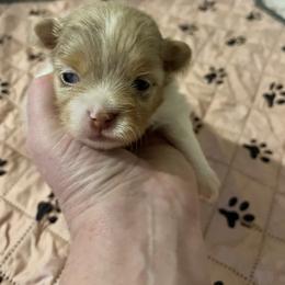 Boy 3 - Chocolate merle male Pomeranian puppy in Maplefalls, Washington from Snow peak poms
