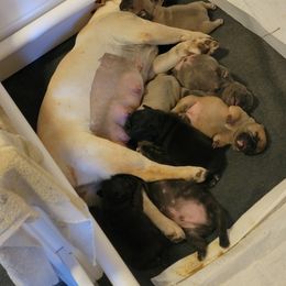 French Bulldog Puppies from BBS Frenchies