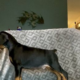 Doberman Pinscher Puppies from Pipe Creek Dobermans