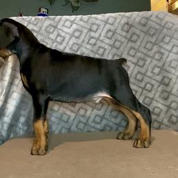Doberman Pinscher Puppies from Pipe Creek Dobermans