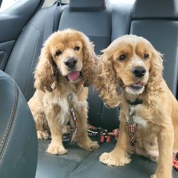 Lady - Cocker Spaniel