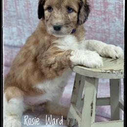 Aussiedoodle and Australian Shepherd Puppies from Dunroamin Farms Australian Shepherds and Aussiedoodles