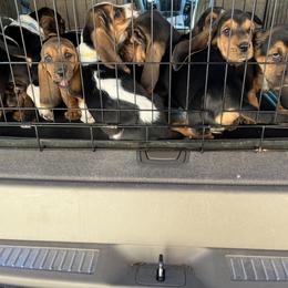 Basset Hound Puppies from Blessed Bassets