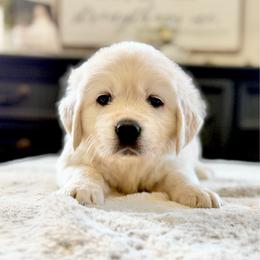 Pick 1 - Light golden female Golden Retriever puppy in Deer Lodge, Tennessee from SelahGold