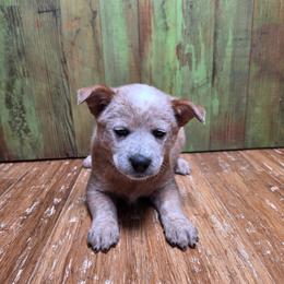 Yellow Collar Red Female - Red speckled female Australian Cattle Dog puppy in Riverton, Utah from Rundown Ranch Cattle Dogs