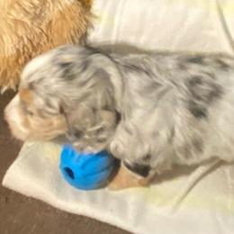 Pavo - Dapple male Dachshund puppy in Elizabethtown, Kentucky from Teeny Tiny Puppy Tails