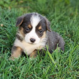 Boy 2 - Gray and white male American Corgi puppy in Portland, North Dakota from Sliding stop corgis