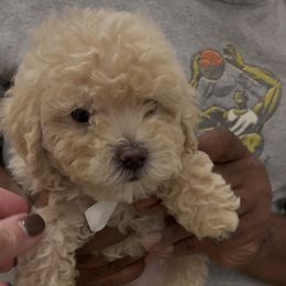 Olaf - Apricot male Goldendoodle puppy in Richmond, Texas from Harper’s Heartbeats