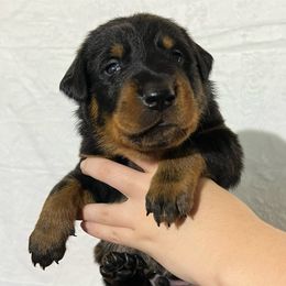 Captain Jack (Blue Collar) - Harlequin male Beauceron puppy in Waller, Texas from Côté Obscur