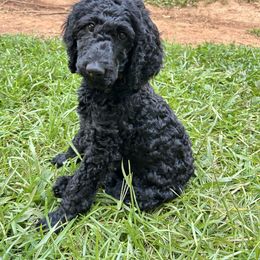 Yellow - Black female Poodle puppy in Palmetto, Georgia from Renders Poodles