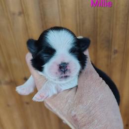 Millie - Black and white female Shih Tzu puppy in Palmyra, New York from Karen's Tzus of Palmyra-Macedon