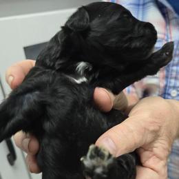 Blaze - Black and white male Aussiedoodle puppy in Windom, Texas from Wild Farm Puppies