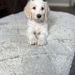 Socks - Cream male Labradoodle puppy in Ellenwood, Georgia from Four Paws Down