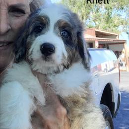 Snoopy AKA Rhett Butler - Blue merle male Bernedoodle puppy in Dugway, Utah from Luv4Bernedoodles