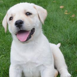 Beagle and Labrador Retriever Puppies from Badland Kennel
