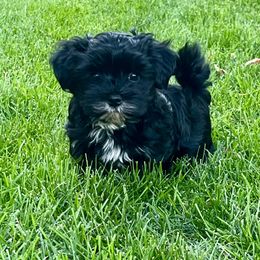 Ben - Black male Morkie puppy in Kennewick, Washington from Lisa’s Little Yorkies