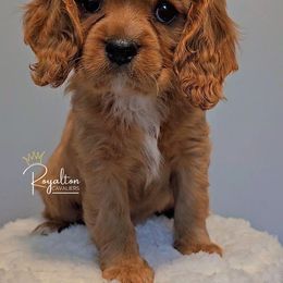 Cavalier King Charles Spaniel Puppies from Royalton Cavaliers