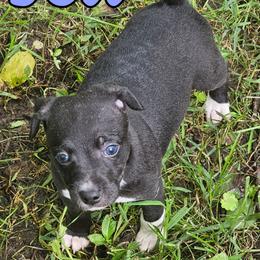 Yeti - Black and white male Rat Terrier puppy in Lynn, Alabama from Cryptic Rat Terriers