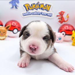 Clefairy - Red tri-color female Australian Shepherd puppy in Riverside, California from Aus Cal (Aussies of soCal)