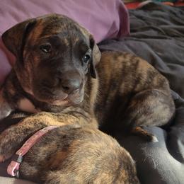 Great Dane Puppies from RCM Great Danes