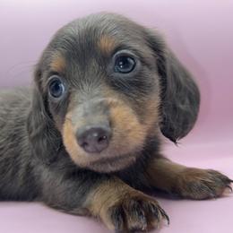 Orín - Gray (blue) and tan male Dachshund puppy in Barstow, California from Kindle & Burrow Dachshunds