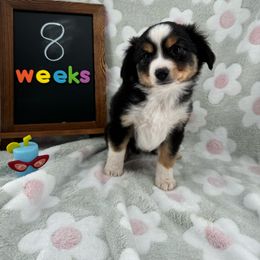 Penguin - Black tri Toy Australian Shepherd puppy in San Tan Valley, Arizona from Arcola Ranch Toy Aussies
