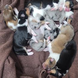 Collie Puppies from Sweet Southern Collies