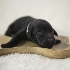 Bernedoodle, Goldendoodle, and Golden Mountain Doodle Puppies from Gold Diamond Pup