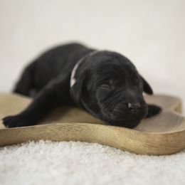 Bernedoodle, Goldendoodle, and Golden Mountain Doodle Puppies from Gold Diamond Pup