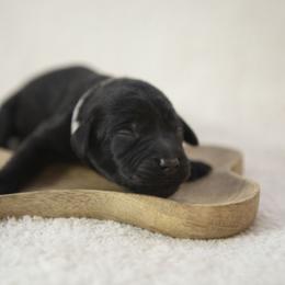 Bernedoodle, Goldendoodle, and Golden Mountain Doodle Puppies from Gold Diamond Pup