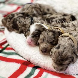Australian Labradoodle, Cavapoo, and Goldendoodle Puppies from Deer Creek Labradoodles