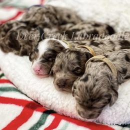 Australian Labradoodle, Cavapoo, and Goldendoodle Puppies from Deer Creek Labradoodles