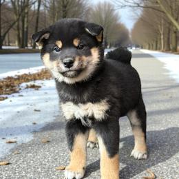 Daisy - Black and tan female Shiba Inu puppy in Cincinnati, Ohio from Timberwood Paws