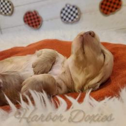 Dachshund Puppies from Forest Farmstead Dachshunds