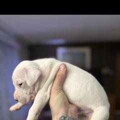 Girl 1 - Dogo Argentino puppy from First-Class Lineage