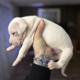 Girl 1 - Dogo Argentino puppy from First-Class Lineage