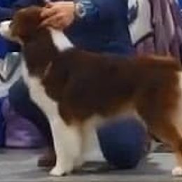Bette - Australian Shepherd