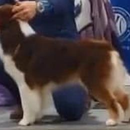 Bette - Australian Shepherd