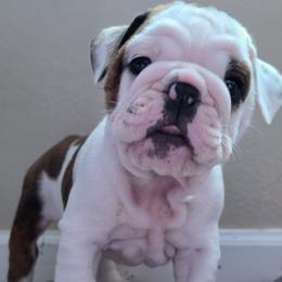 Patch - Brindle male Bulldog puppy in Brookshire, Texas from Daisy’s Bully Bloom