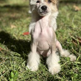 Greg - Chinese Crested puppy in Georgia from Just Cresteds
