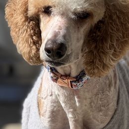 Maggie - Poodle