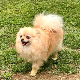 Starry - Pomeranian