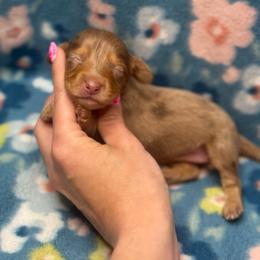 Sleepy AKC - Dapple female Dachshund puppy in Oklahoma City, Oklahoma from Barrett’s Doxie Farm
