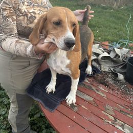 Anna - Beagle